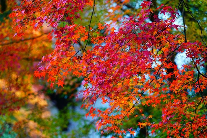 1080_洛中 京都御苑_京都