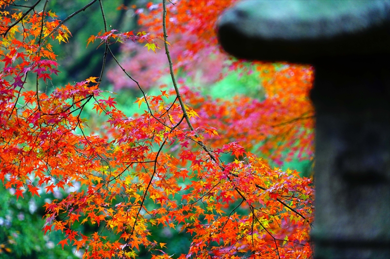 1081_洛中 京都御苑_京都