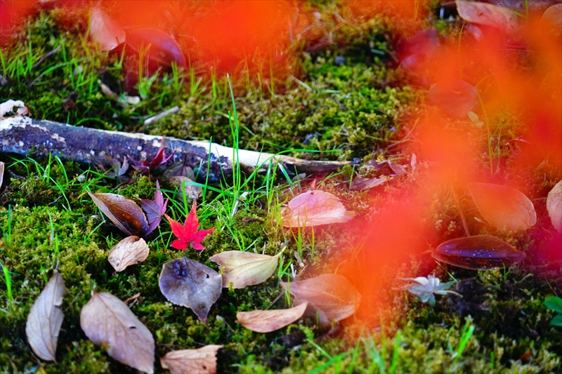 1083_洛中 京都御苑_京都