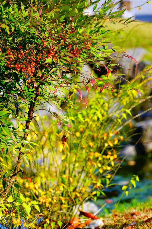 1090_洛中 京都御苑_京都