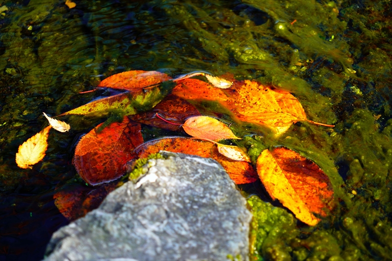 1091_洛中 京都御苑_京都