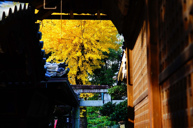 1092_洛中 京都御苑_京都