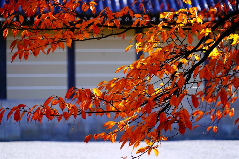 1095_洛中 京都御苑_京都