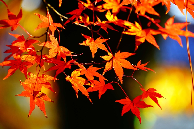 1099_洛中 京都御苑_京都