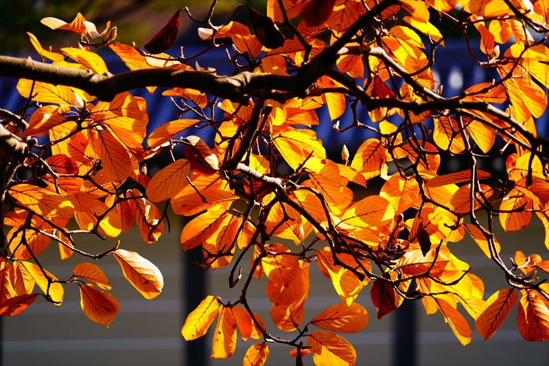 1100_洛中 京都御苑_京都