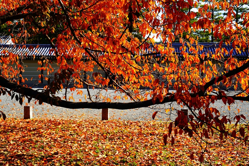 1102_洛中 京都御苑_京都