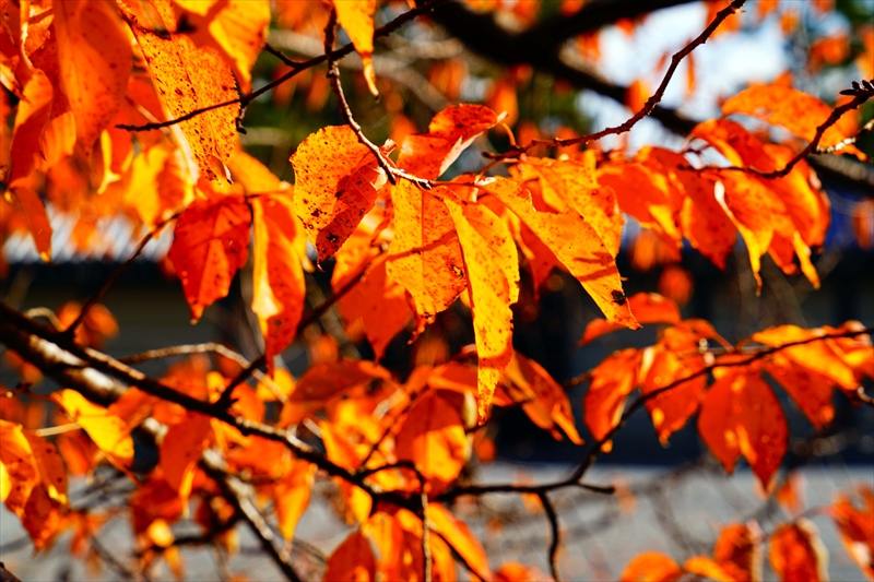 1103_洛中 京都御苑_京都