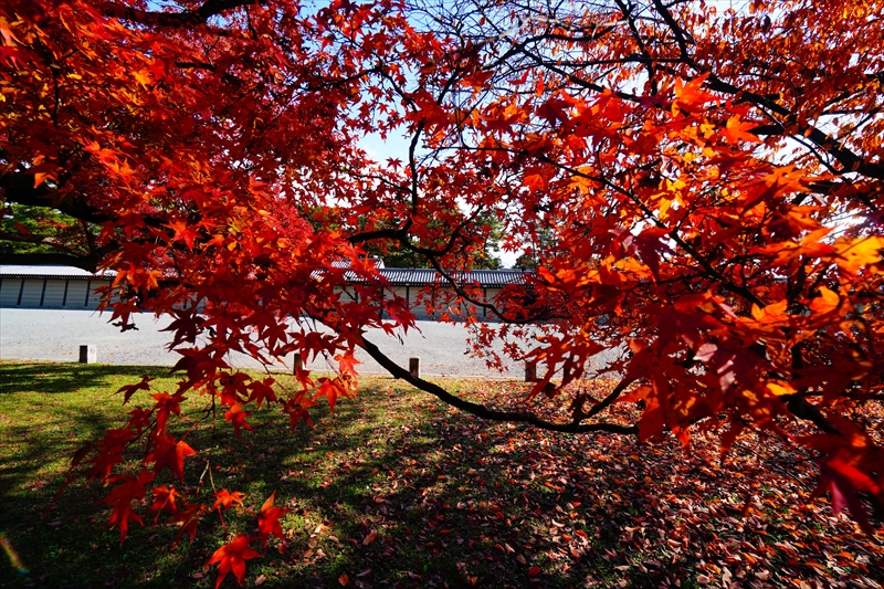 1105_洛中 京都御苑_京都