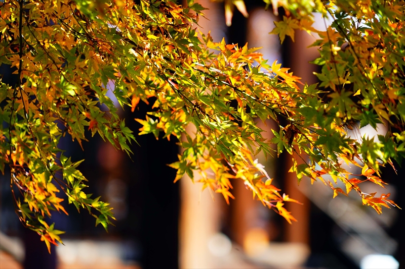 1152_洛中 妙顕寺_京都