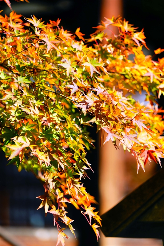 1153_洛中 妙顕寺_京都