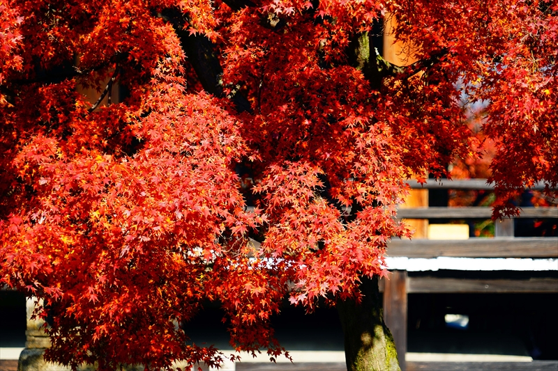 1158_洛中 妙顕寺_京都