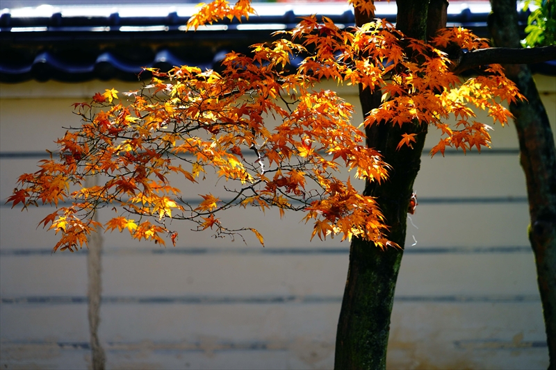 1064_洛北 大徳寺・芳春院_京都