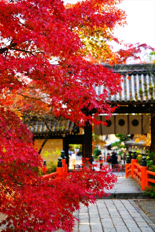 1025_洛北 今宮神社_京都