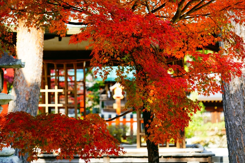 1026_洛北 今宮神社_京都