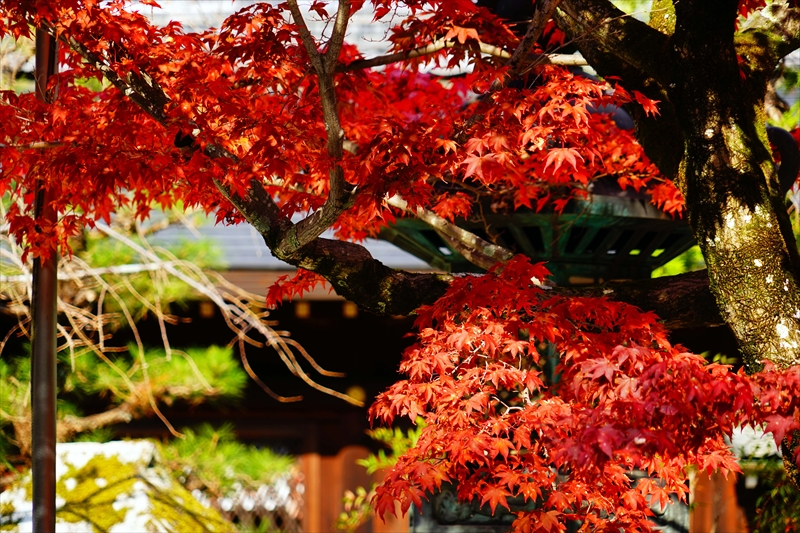 1029_洛北 今宮神社_京都