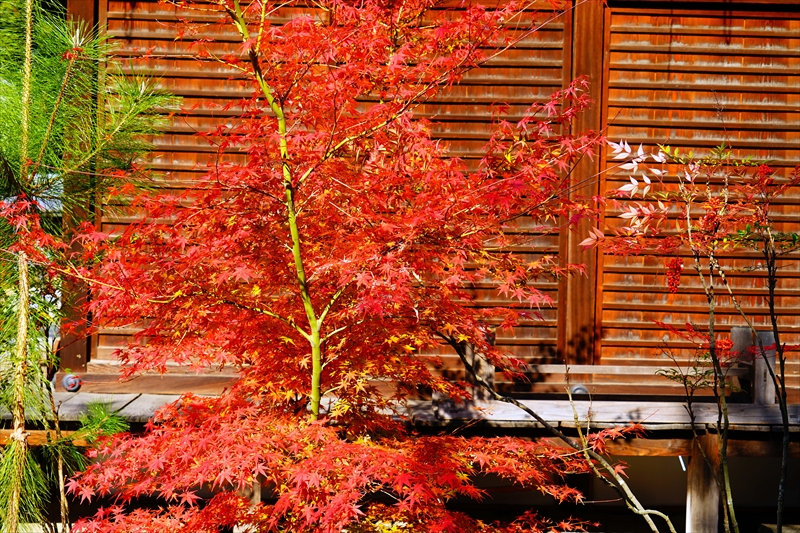 1034_洛北 今宮神社_京都