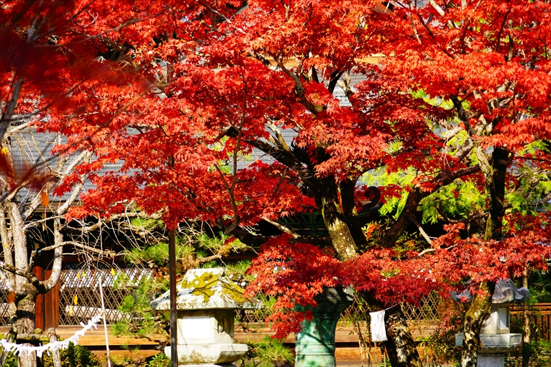 1035_洛北 今宮神社_京都
