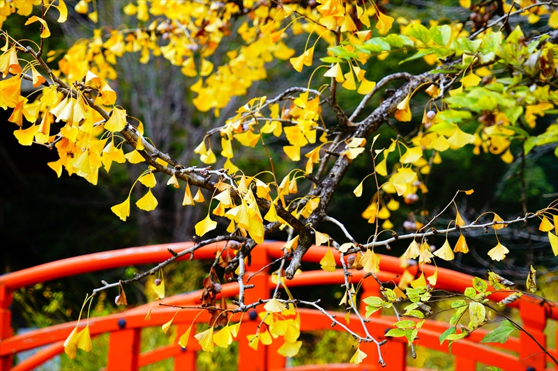 1086_洛北 下賀茂神社_京都