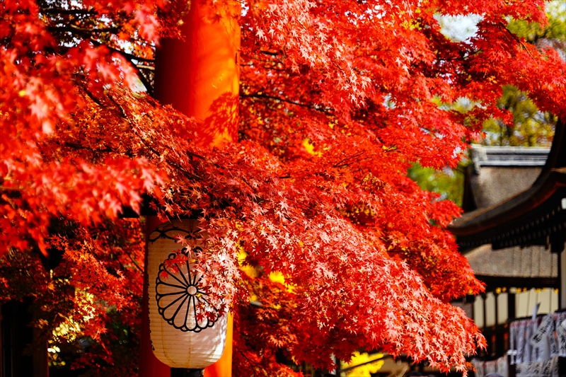 1088_洛北 下賀茂神社_京都