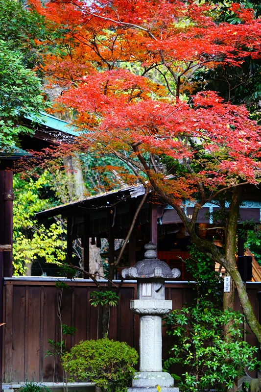 1090_洛北 下賀茂神社_京都