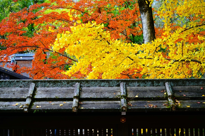 1091_洛北 下賀茂神社_京都
