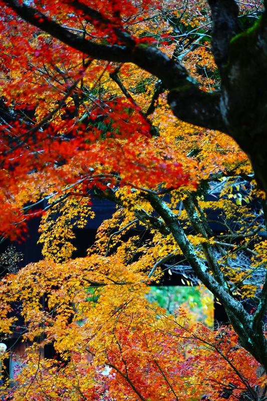 1130_洛東 南禅寺_京都