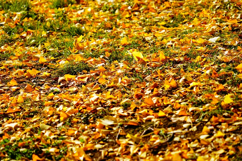 1036_大阪城_大阪