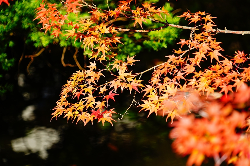 1035_もみじ公園_山形