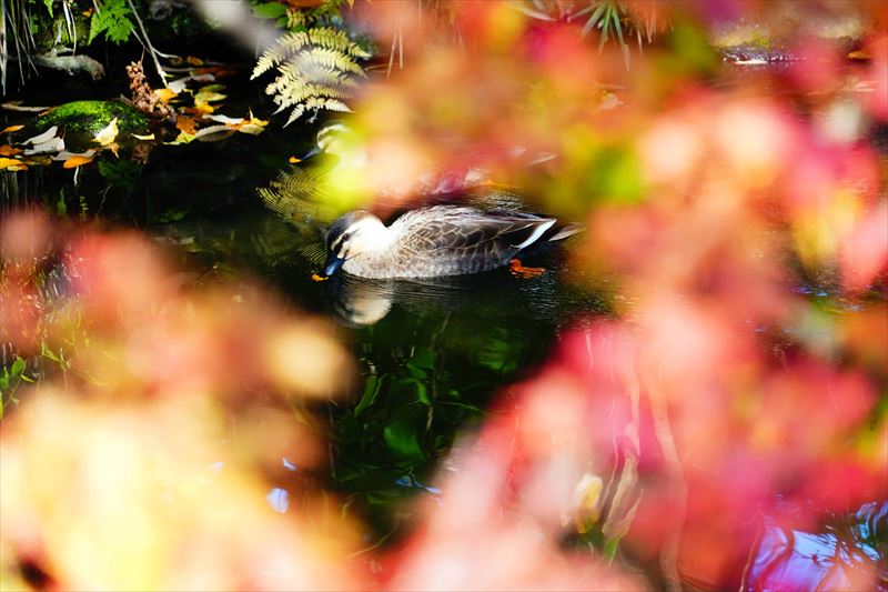 1036_もみじ公園_山形