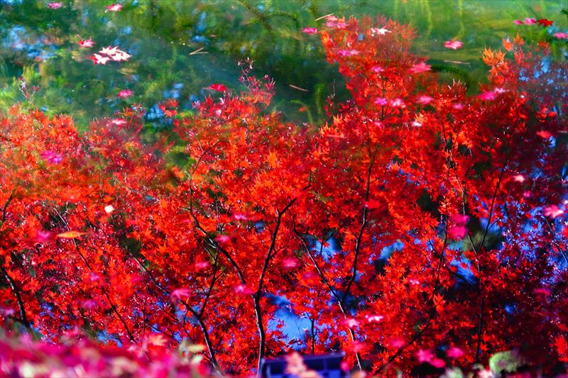 1006_弘前城植物園_青森