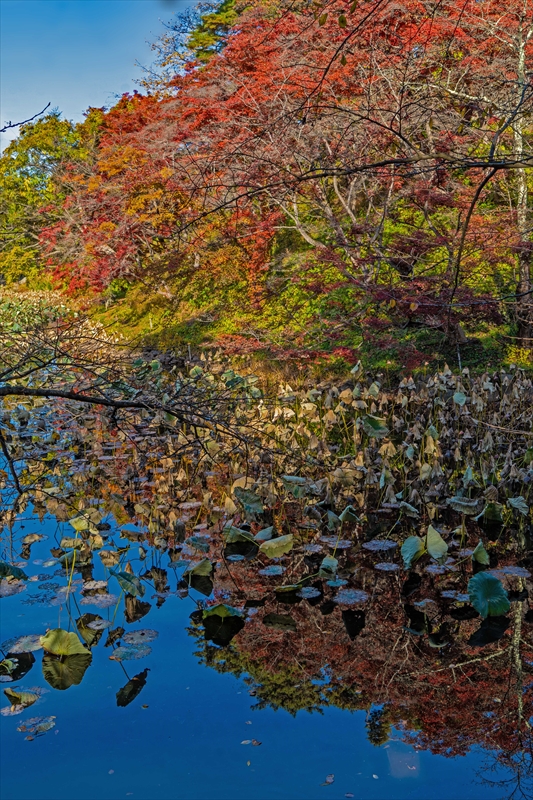 1014_弘前公園_青森