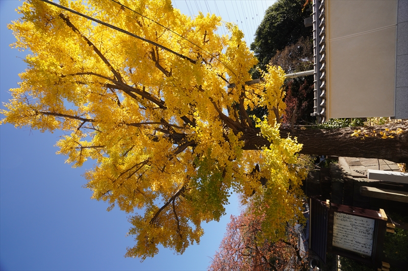 1043_杉並区永福町大円寺_東京