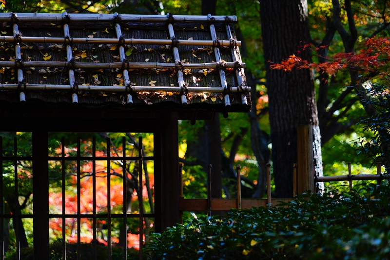 1048_杉並区太田黒公園_東京