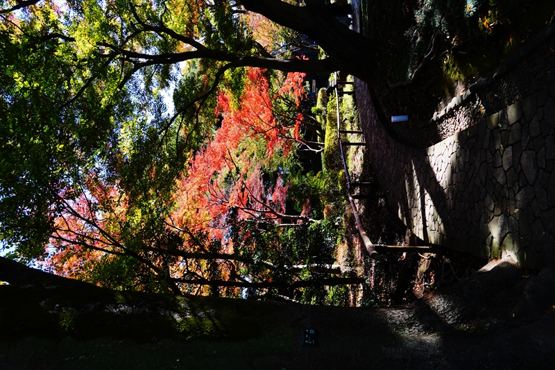 1050_杉並区太田黒公園_東京