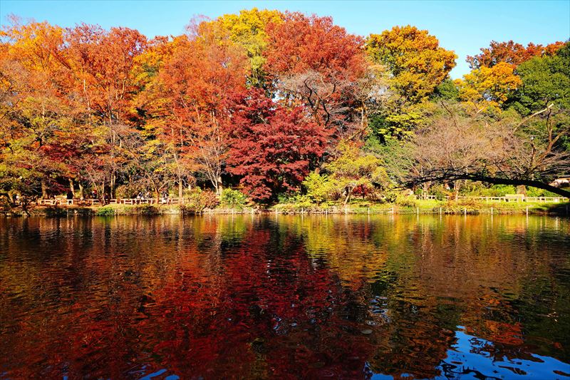 1057_杉並区井の頭恩賜公園_東京