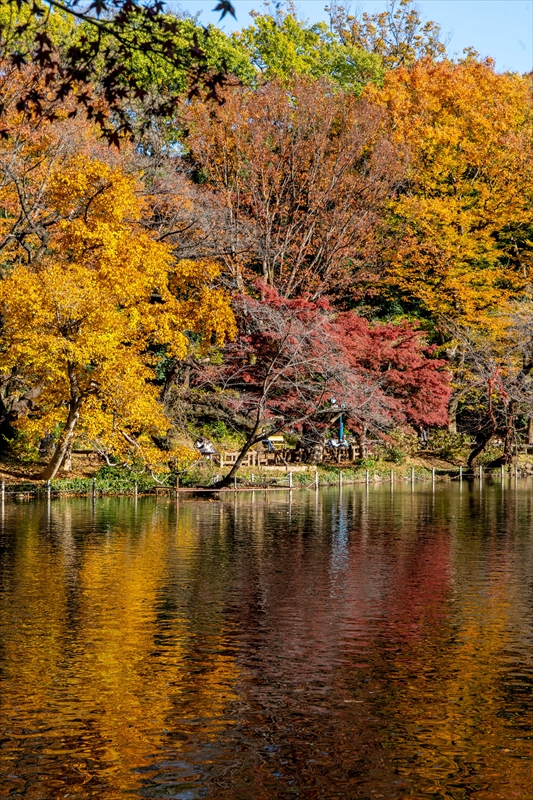 1059_杉並区井の頭恩賜公園_東京