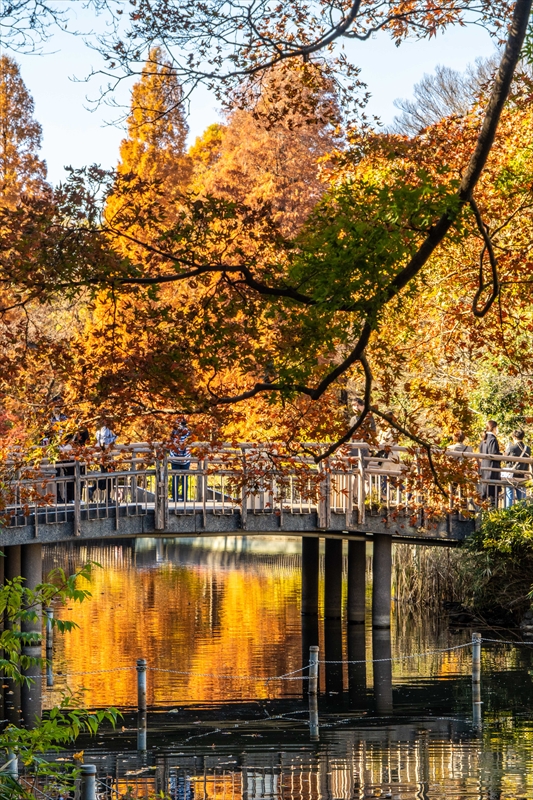 1060_杉並区井の頭恩賜公園_東京