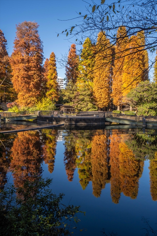 1061_杉並区井の頭恩賜公園_東京