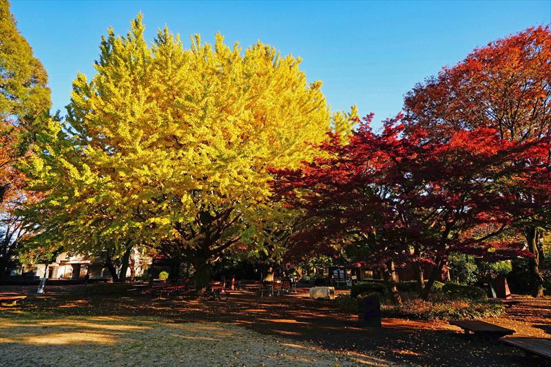 1063_杉並区井の頭自然文化園_東京