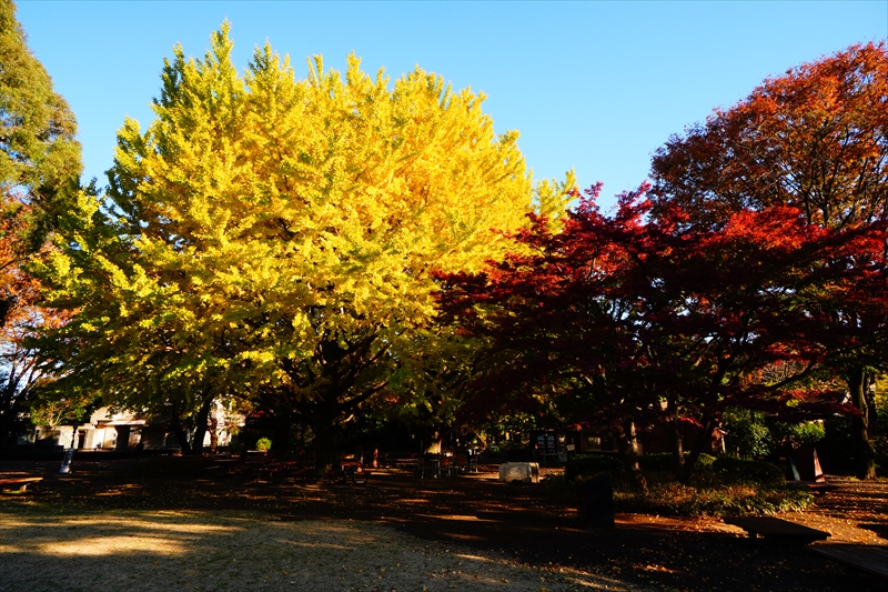 1063_杉並区井の頭自然文化園_東京