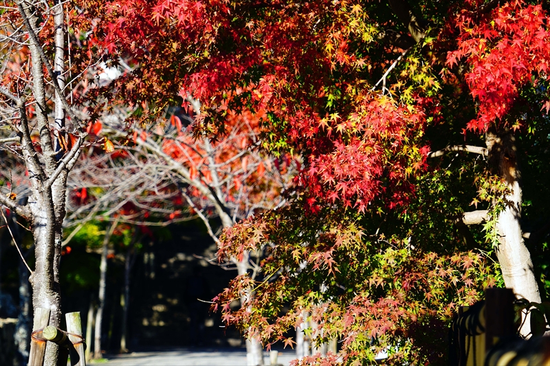 1121_神戸市須磨寺_兵庫