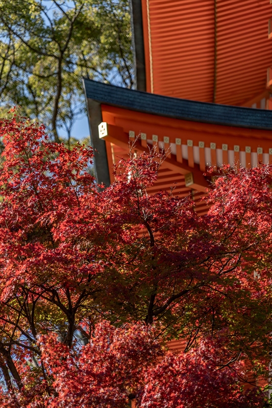 1128_神戸市須磨寺_兵庫