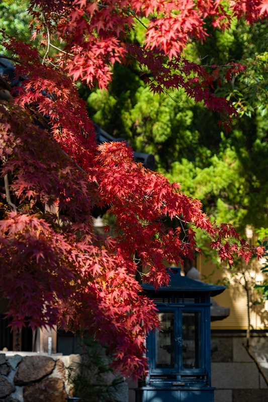 1132_神戸市須磨寺_兵庫