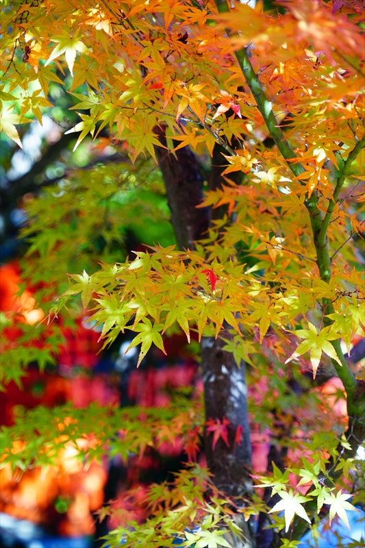 1133_神戸市須磨寺_兵庫