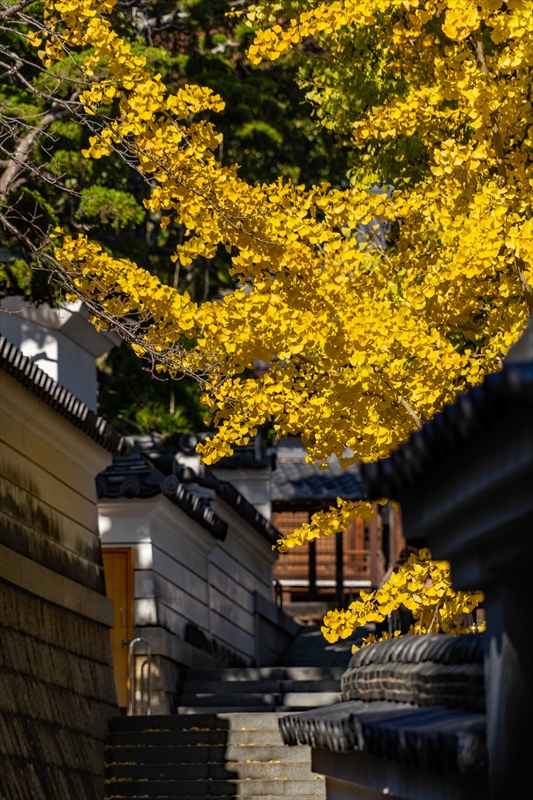 1137_神戸市須磨寺_兵庫