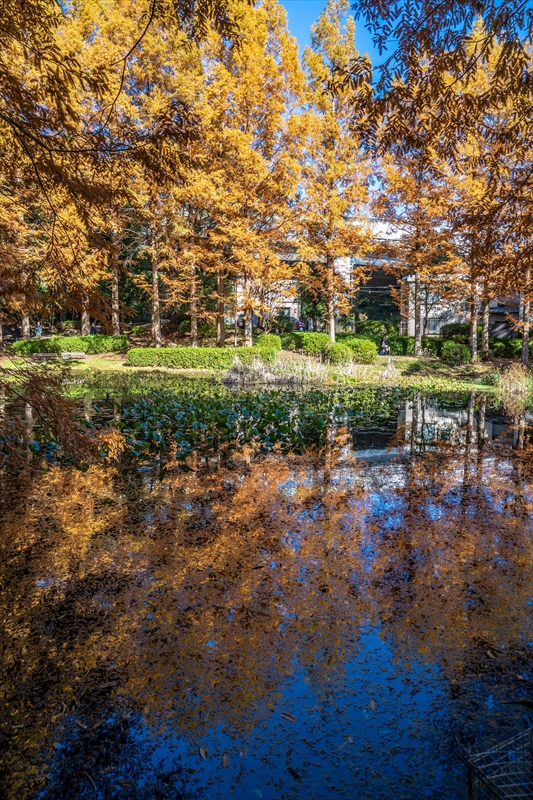 1141_神戸市須磨離宮公園_兵庫