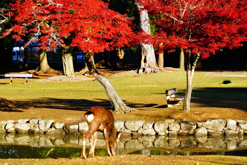 1151_奈良公園_奈良