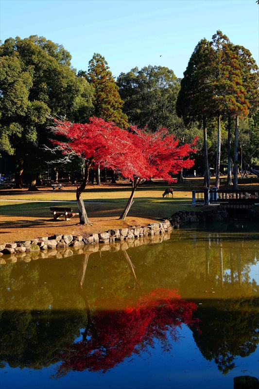 1152_奈良公園_奈良