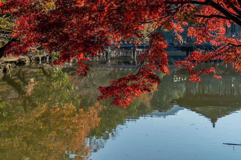 1154_奈良公園鷺池_奈良