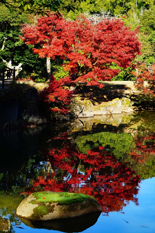 1158_奈良公園鷺池_奈良